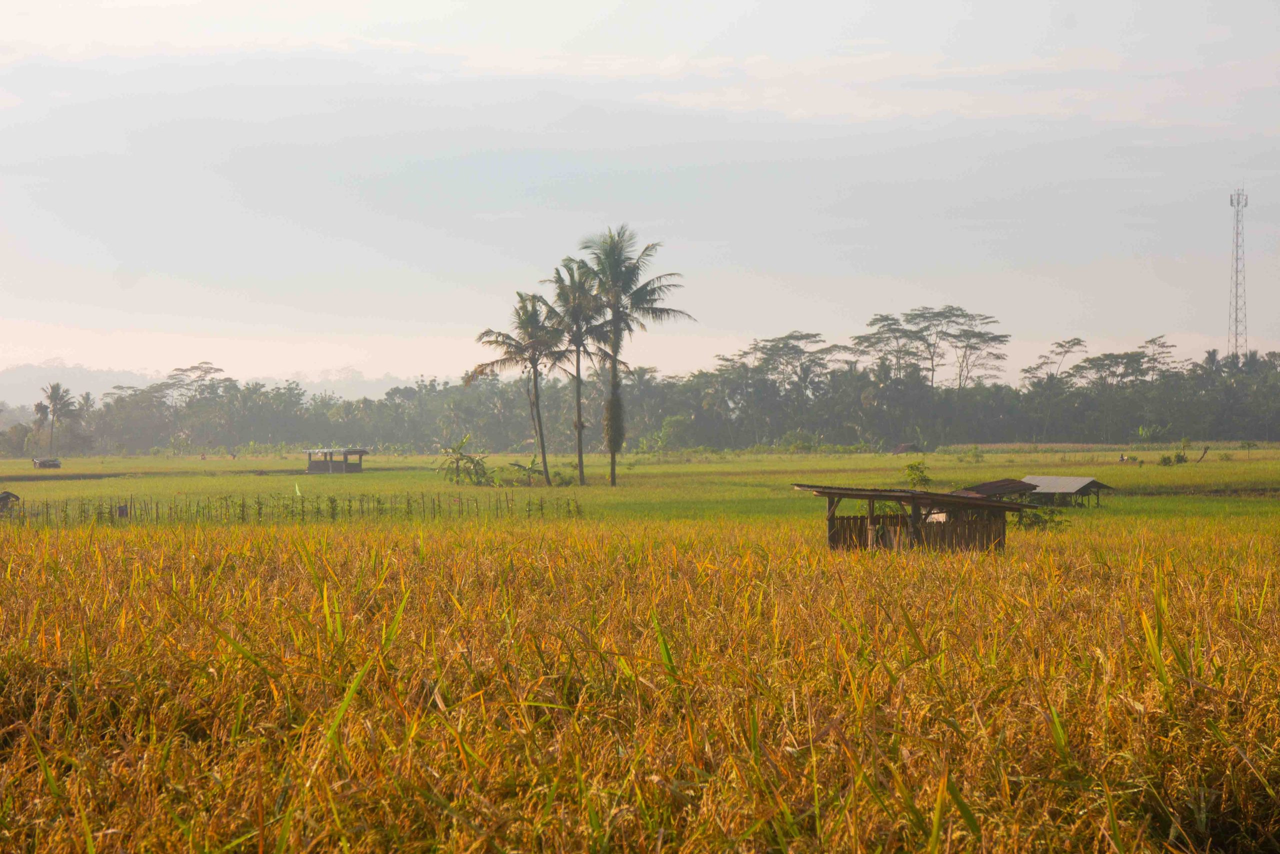 Suatu Pagi Di Sudut Desaku