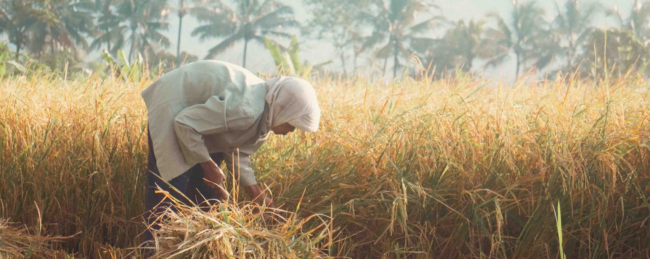 Kondisi Desa Hari Ini: “Hidup Segan Mati Enggan”