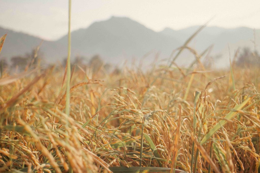 Padi-Padi Siap Panen